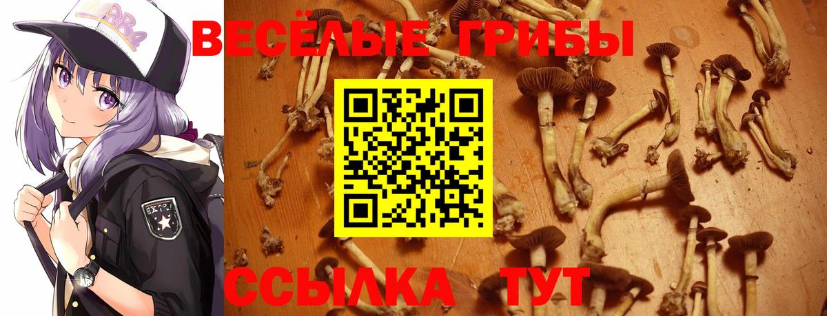 Таганрог  Галлюциногенные грибы Cubensis  Вход с VPN 
